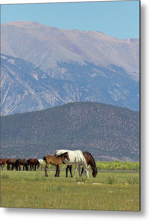 Eastern Sierra Metal Print featuring the photograph Tranquility in the Meadow II by Cheryl Strahl