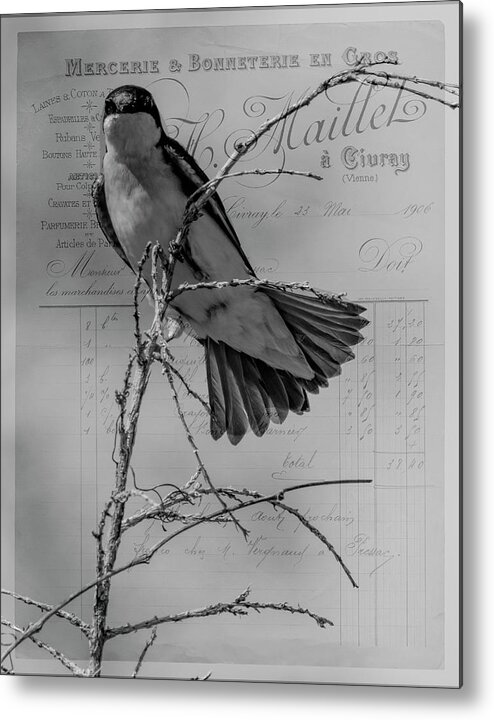 Bird Metal Print featuring the photograph Tree Swallow by Cathy Kovarik