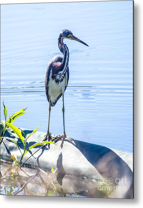 Tricolor Metal Print featuring the photograph Tricolor Heron Perched at the Circle B Bar Ranch in Lakeland Florida by L Bosco