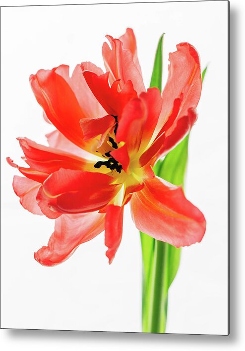 Peony Tulip Metal Print featuring the photograph Tulip 9451 by Pamela S Eaton-Ford