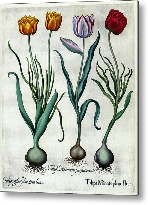 Tulips Metal Print featuring the photograph Tulips copperplate print o2 by Historic illustrations
