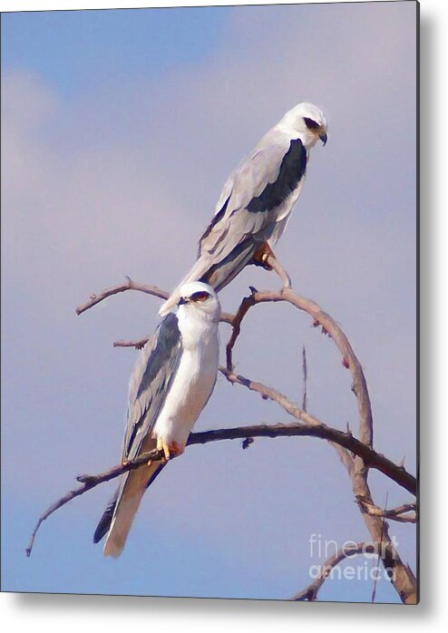 Eagles Metal Print featuring the photograph Two Beautiful Eagles by John Kolenberg