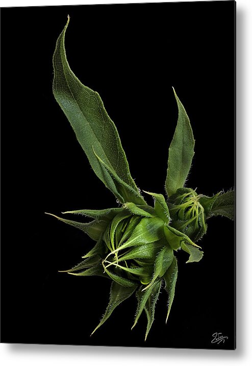 Wild Sunflower Buds Metal Print featuring the photograph Two Sunflower Buds by Endre Balogh