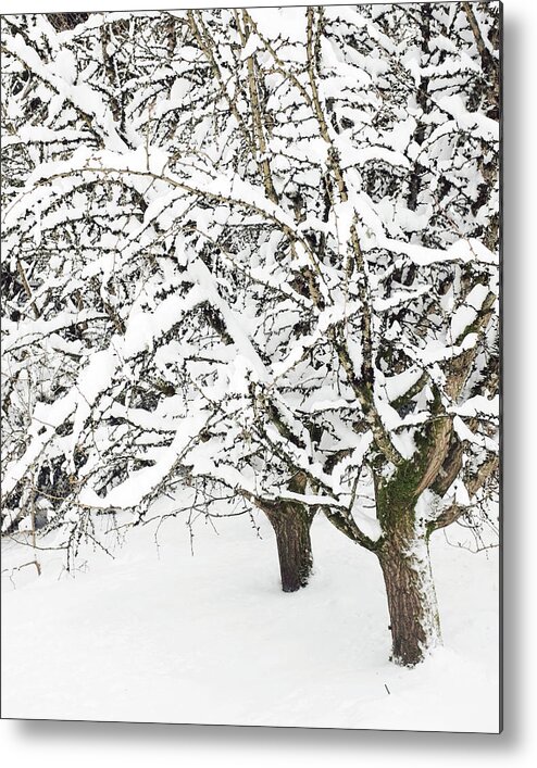 Trees Metal Print featuring the photograph Two Winter Trees by Lupen Grainne