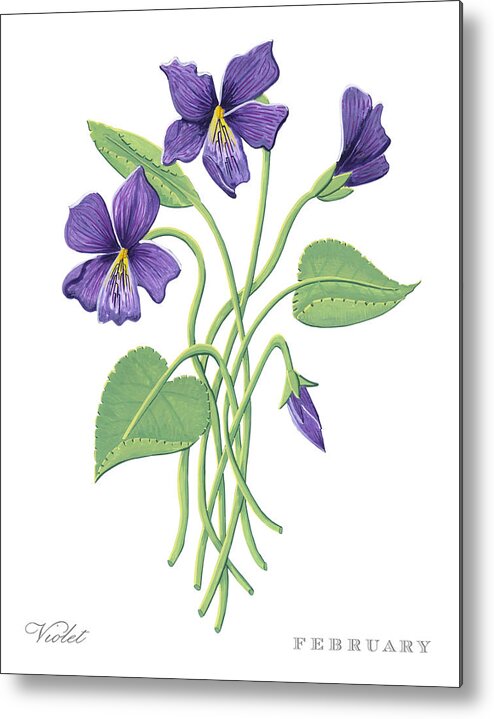 Violet Metal Print featuring the painting Violet February Birth Month Flower Botanical Print on White - Art by Jen Montgomery by Jen Montgomery