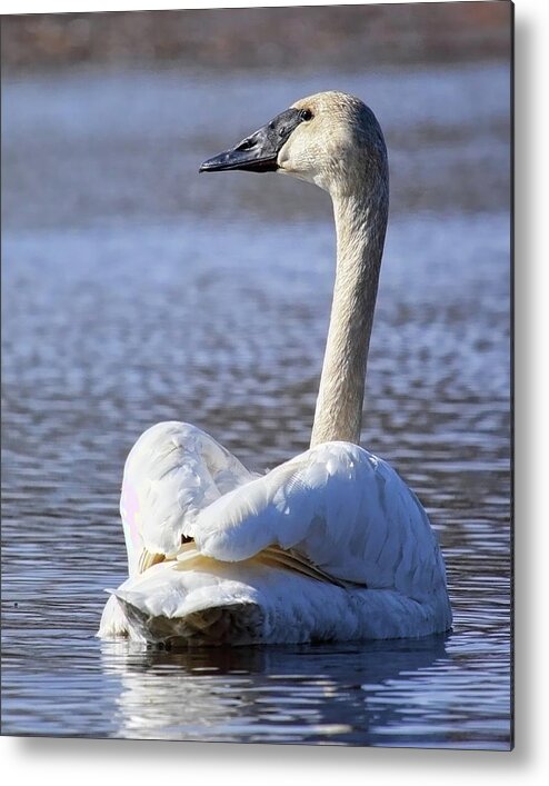 Waterfowl Metal Print featuring the photograph Watchful Trumpeter Swan by Dale Kauzlaric