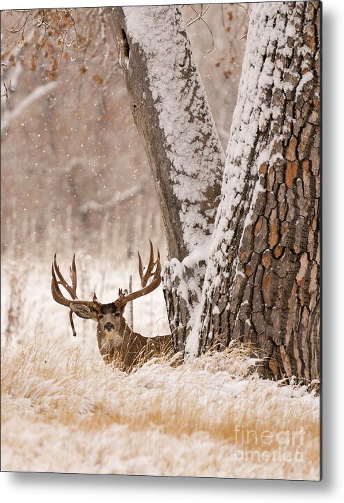 Muledeer Metal Print featuring the photograph Watching by Aaron Whittemore
