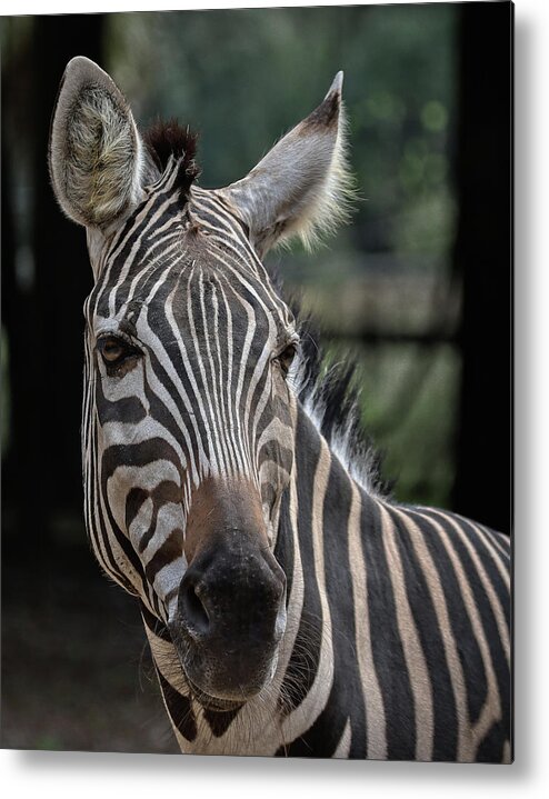 Zebra Metal Print featuring the photograph Whatcha lookin at by M Kathleen Warren