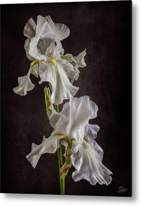 White Iris Metal Print featuring the photograph White Irises by Endre Balogh