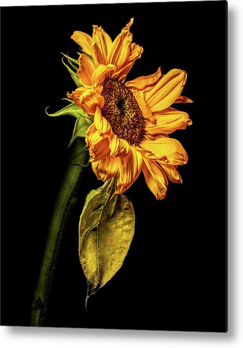 4x5 Format Metal Print featuring the photograph Wilting Sunflower #5 by Kevin Suttlehan