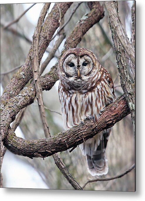 Owl Metal Print featuring the photograph Winter Perch by Gina Fitzhugh