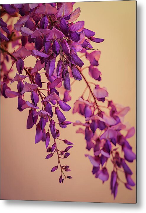 Wisteria Metal Print featuring the photograph Wisteria Blossoms in Spring 5 by Lindsay Thomson