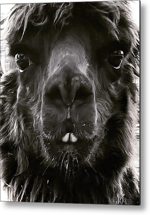 Llama Metal Print featuring the photograph You Talking to Me? by Tanya White