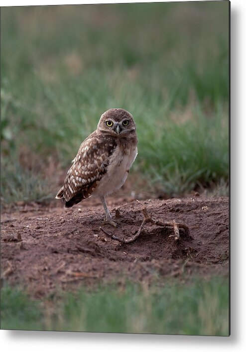 Burrowing Metal Print featuring the photograph Young Burrowing owl on one Leg by Gary Langley