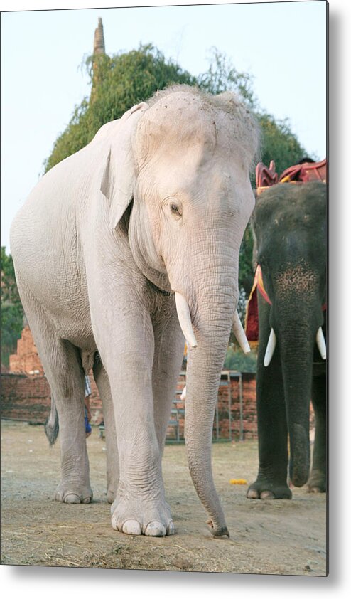 Image result for white elephant thailand original