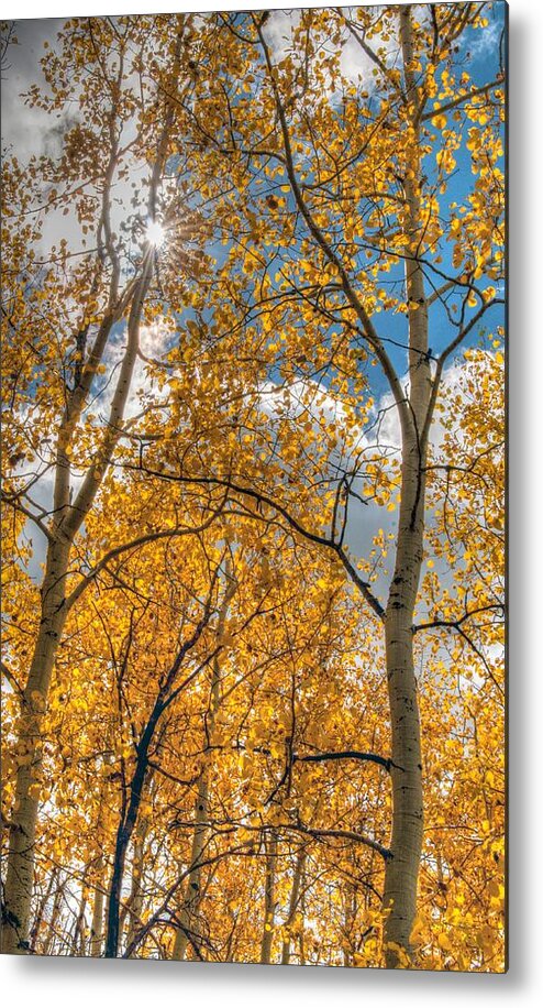 Aspen Trees Metal Print featuring the photograph Aspens by Tam Ryan