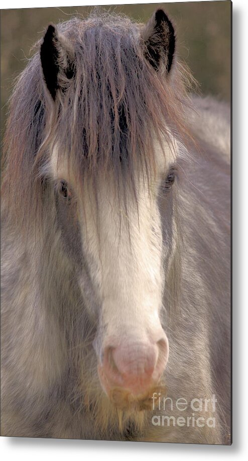 Horse Metal Print featuring the photograph Winter Horse #1 by Darren Burroughs