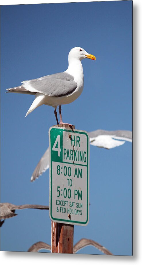 Birds Metal Print featuring the photograph 4 Hour Parking by E Faithe Lester