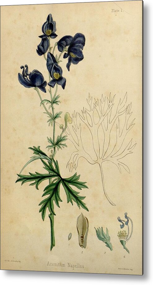 Aconitum Metal Print featuring the painting Aconitum Napellus by Sowerby by Philip Ralley