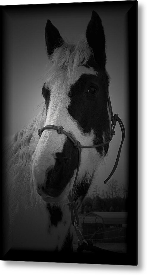 Horse Metal Print featuring the photograph Addie Mason 2 by Karen Harrison Brown