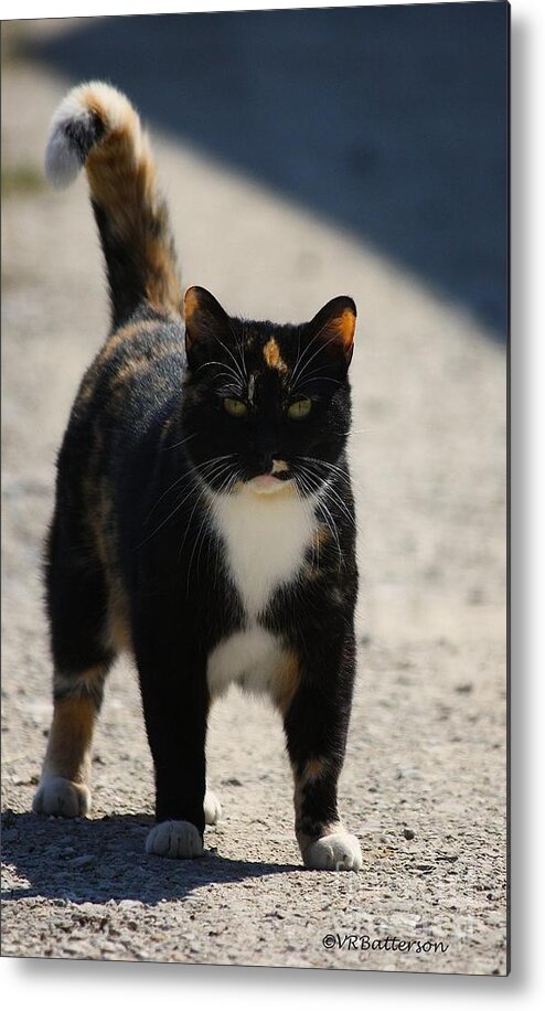 Cat Metal Print featuring the photograph Barn Cat Stare by Veronica Batterson