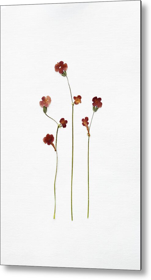 Dried Plant Metal Print featuring the photograph Dried Flowers by Agalma