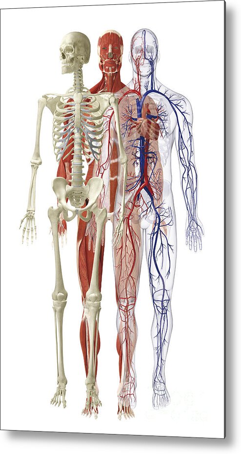 Anatomical Metal Print featuring the photograph Human Body Systems, Illustration by Dorling Kindersley