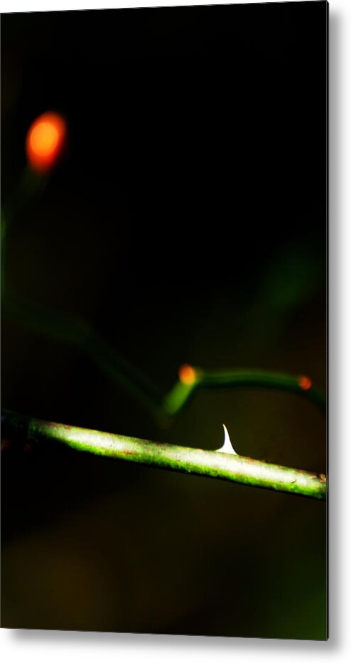 Thorn Metal Print featuring the photograph Matchstick by Rebecca Sherman