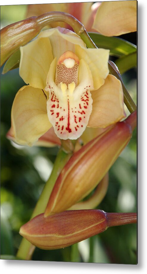 Orchid Metal Print featuring the photograph Orchid by Wesley Elsberry