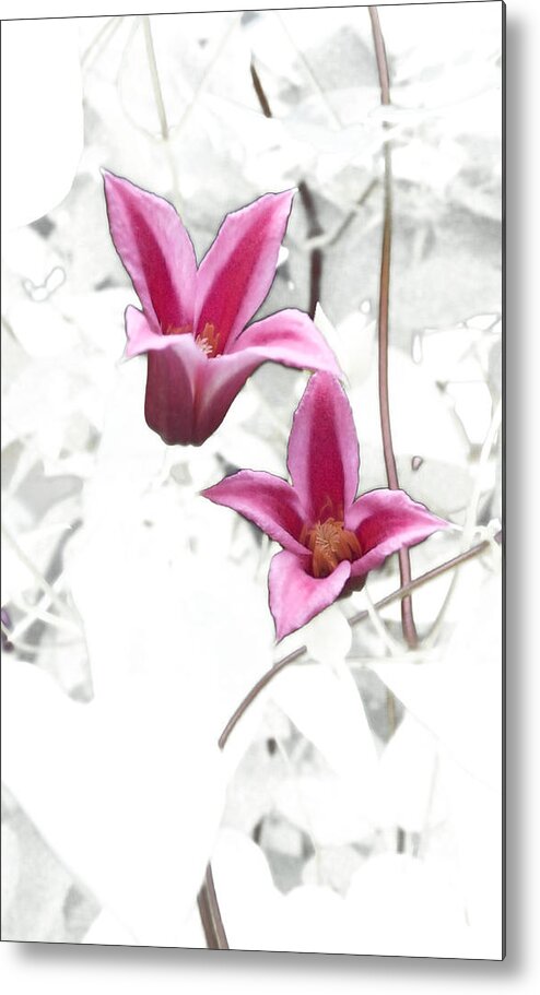 Climbing Metal Print featuring the photograph Princess Diana Clematis by Tom Wurl
