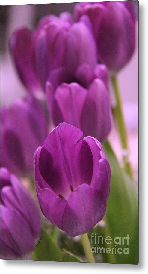 Purple Tulips Metal Print featuring the photograph Purples Line by Yumi Johnson