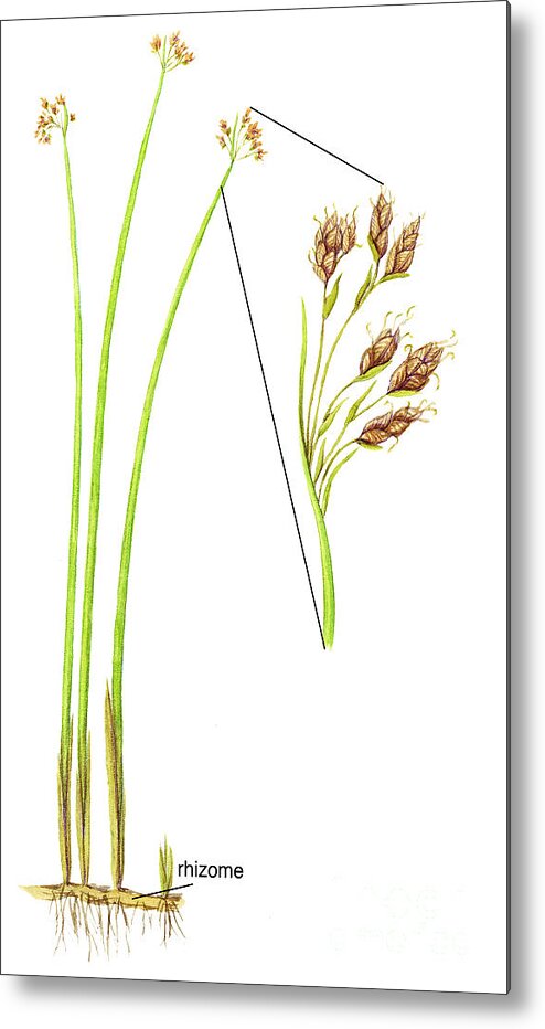 Softstem Bulrush Metal Print featuring the photograph Softstem Bulrush by Carlyn Iverson