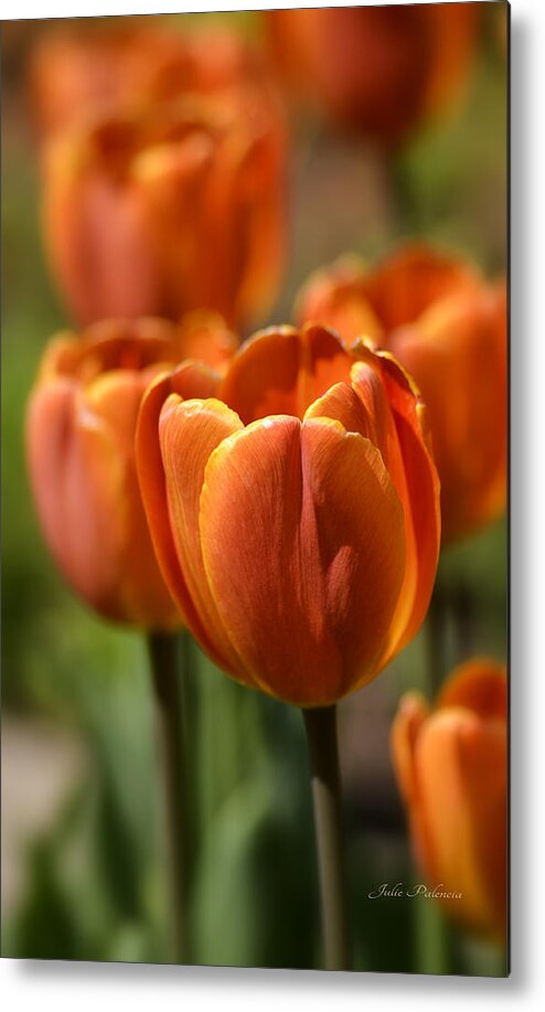 Tulips Metal Print featuring the photograph Sunburst Tulips by Julie Palencia