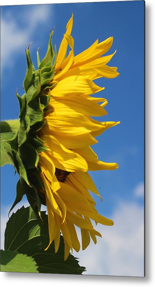 Sunflower Metal Print featuring the photograph Sunflower Profile by Cathy Lindsey