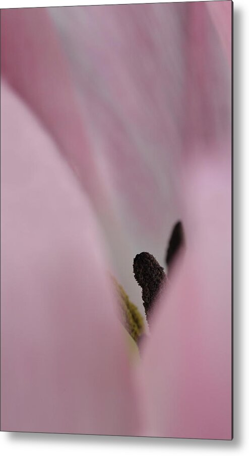 Tulip Metal Print featuring the photograph Tulip's Secrets by Catherine Lau