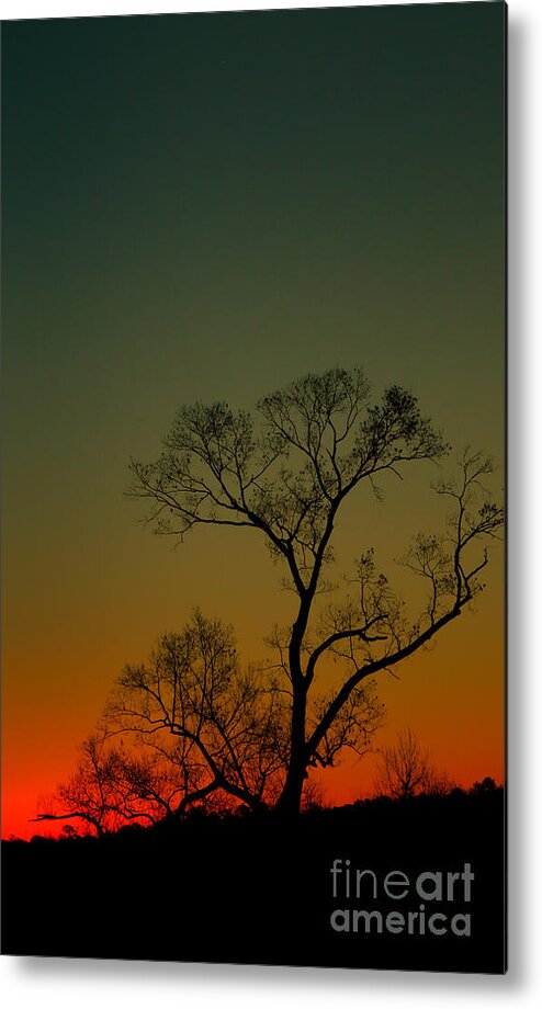 Art Prints Metal Print featuring the photograph Winter Tree at Sunset by Dave Bosse