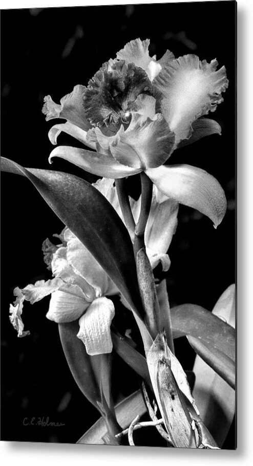 Cattleya Metal Print featuring the photograph Cattleya - BW by Christopher Holmes