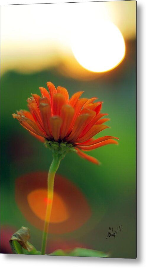Sunset Metal Print featuring the photograph Flower Light by Chris Multop