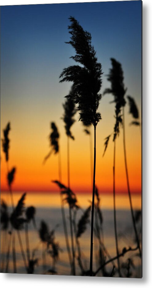 Sunrise Metal Print featuring the photograph New Day by Rebecca Sherman