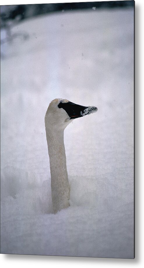 Mp Metal Print featuring the photograph Trumpeter Swan Cygnus Buccinator by Michael Quinton