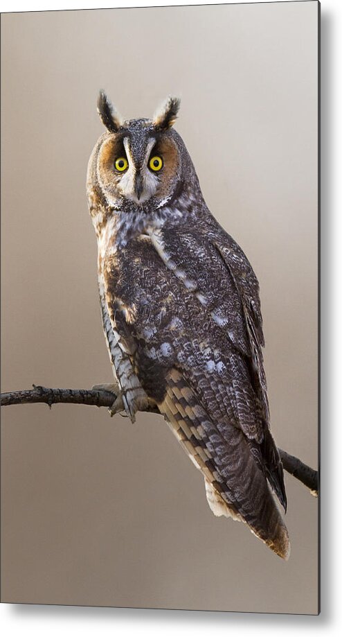 Bird Metal Print featuring the photograph Long-eared Owl #1 by Mircea Costina Photography