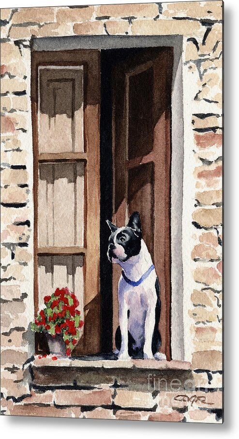 Boston Metal Print featuring the painting Boston Terrier #10 by David Rogers