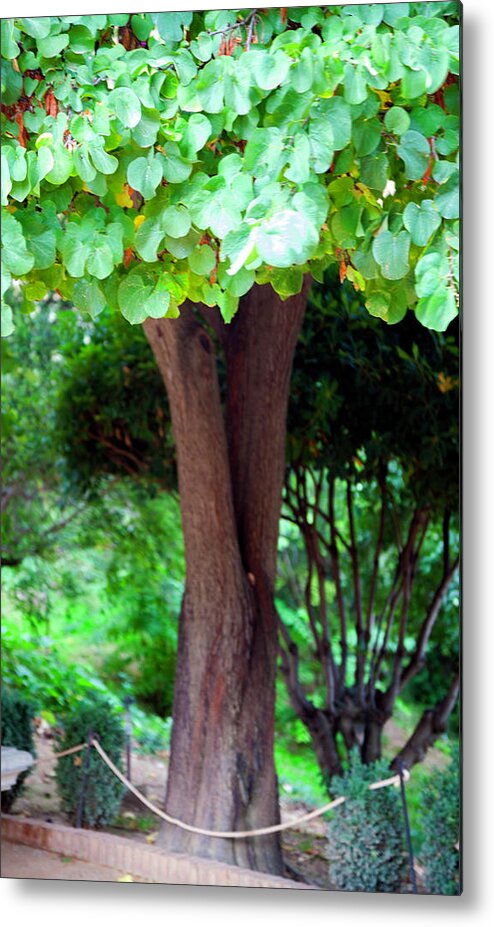 Tree Metal Print featuring the photograph A Tree Lovelier Than A Poem by Madeline Ellis