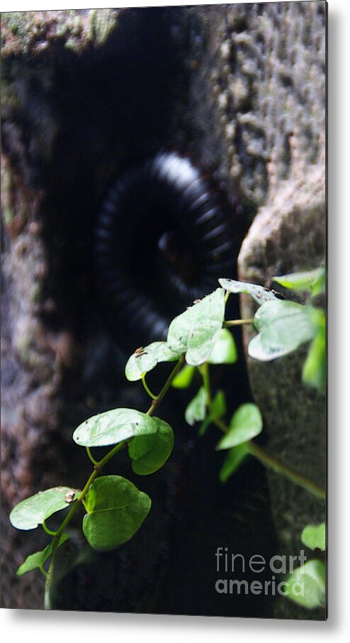 Millipede Metal Print featuring the photograph Arthropoda by Linda Shafer
