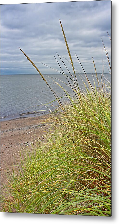 Beach Grass Metal Print featuring the photograph Beach Grass Sea Glass by Barbara McMahon