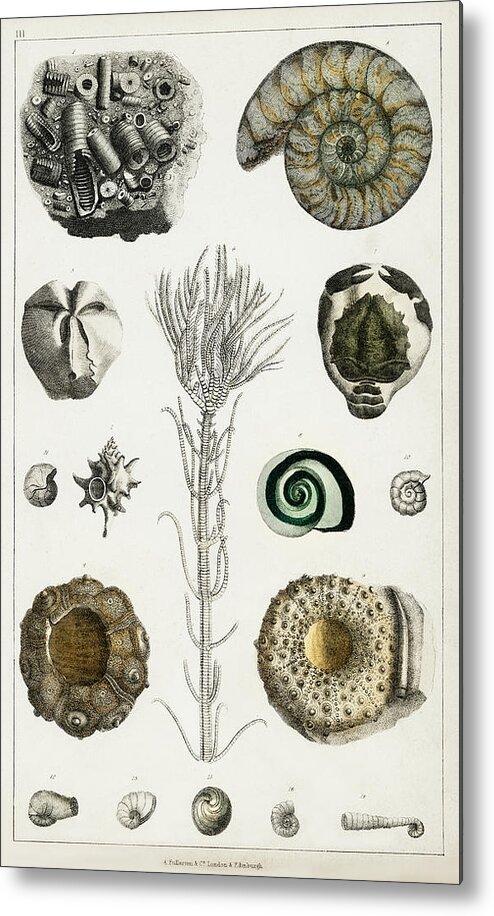 Wildlife Metal Print featuring the painting Collection of various illustrated fossils by Vincent Monozlay
