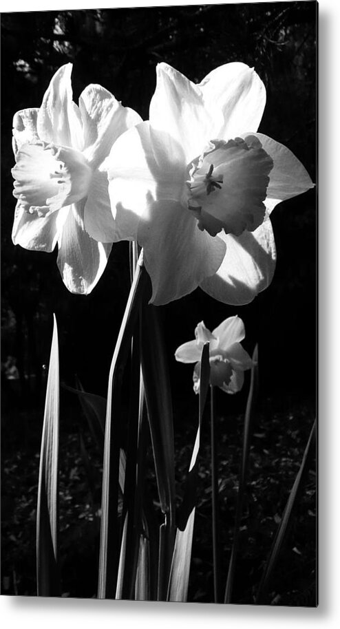 Daffodils Metal Print featuring the photograph Daffodils In Sunlight by Lori Seaman