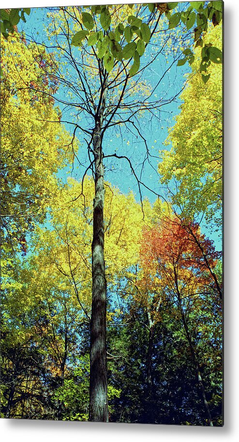 Fall Metal Print featuring the photograph Fall Trees by Doolittle Photography and Art