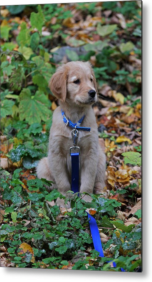 Puppy Metal Print featuring the photograph Golden Retriever Puppy by Juergen Roth