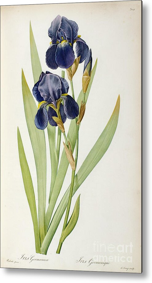 Iris Metal Print featuring the painting Iris Germanica by Pierre Joseph Redoute
